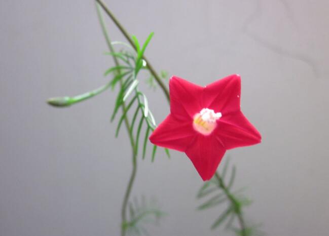 ���ܺ���������һ��ֲ����������ô����