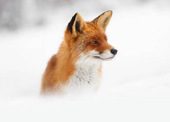 ������������⣬����������ò��ã�