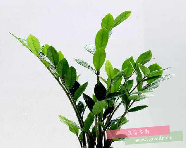 ��Ǯ���ж��𣿽�Ǯ��Ҷ�ӷ�����ô�죿