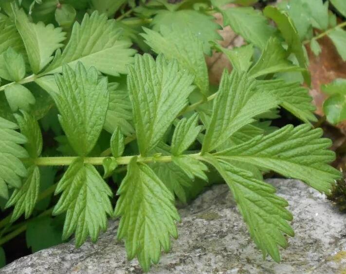 ��ѿ�ݲ����ܽ�θ����ѿ�ݾ��к�ǿ������Ч