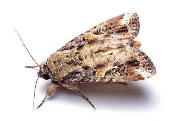 �ݵ�̰ҹ�����ˣ��㶫ʡ���Ϸ����������