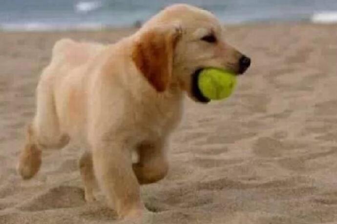 ���Ӽ�С����ҧ��,������ëȮ�������̾У�