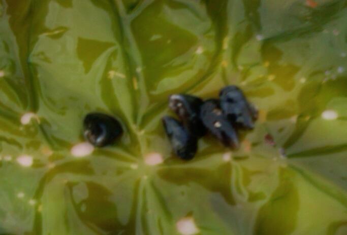 ï����ίͳս���������񿬱�˫��,���񿬻ư��స