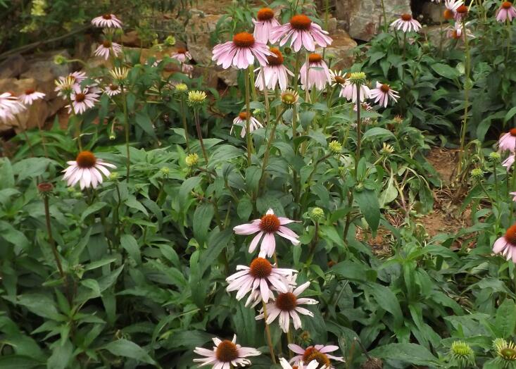 ������˭�����³��޵��޽����ľ���