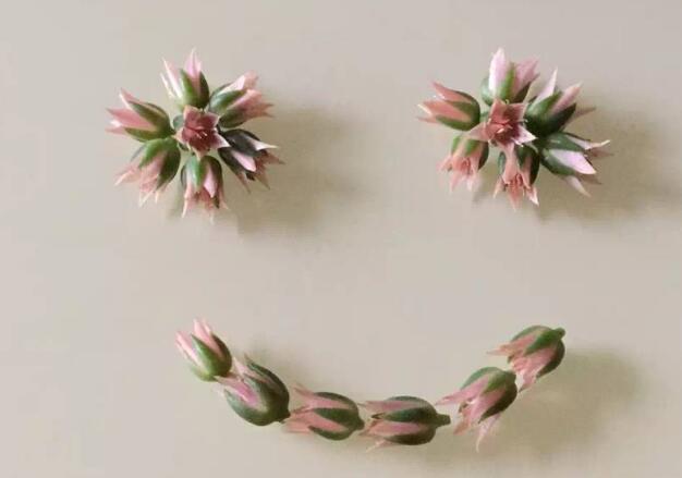 Ҷ���꽨��Ʒ�Ʊ����ƺ��������������ɽ���¼�