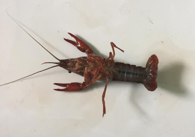 ��������к��¼�,����а�޸������