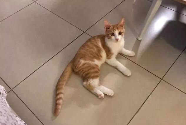 ����Ҫ��Ҫ��������è�����Բ�Ҫ��������è