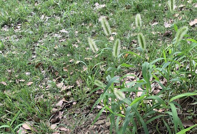 ŵ�����Ĺ�Ч��������,ŵ������ô��?