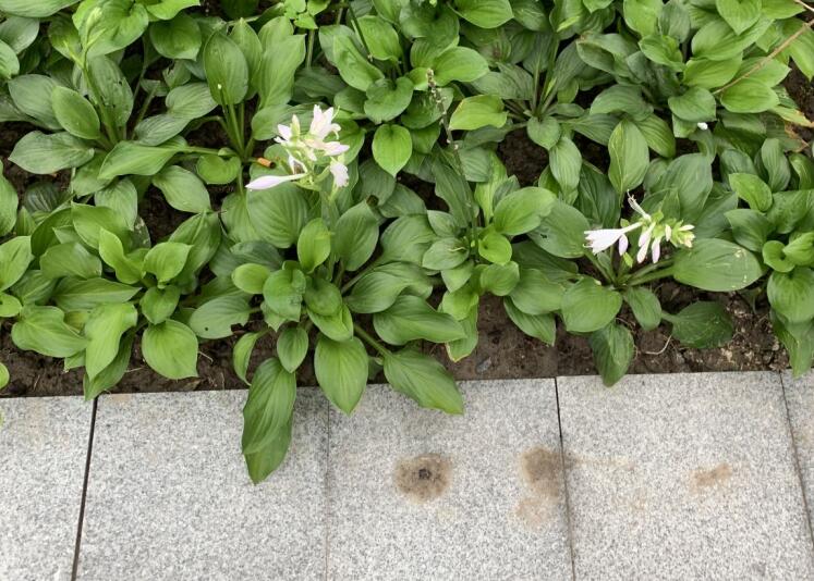 ȫ�����뻭����Ƭ�Ա�,ȫ�����Ͱ뻭��������