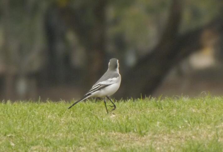 ����Ϧ������΢��,�����Ŷ������ع�