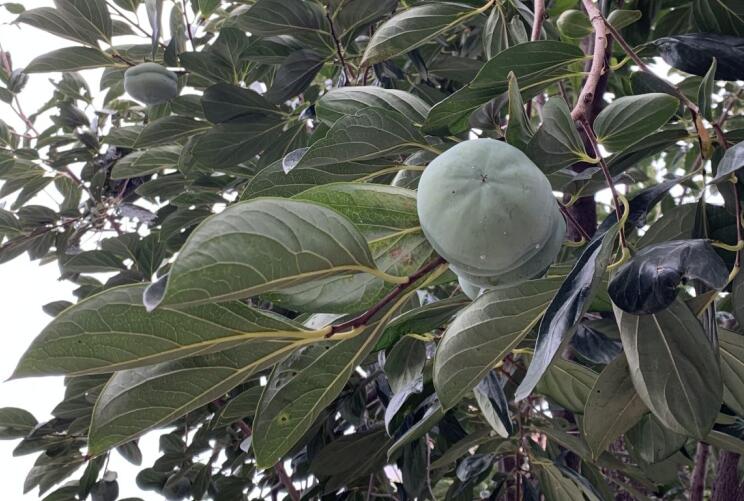 �����������ĸ���������Щ��ǧ��Ҫ�ü�����