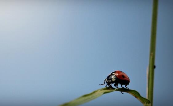 ���ܹϵĹ�Ч�����ã����ܹ������Ի������ԣ�