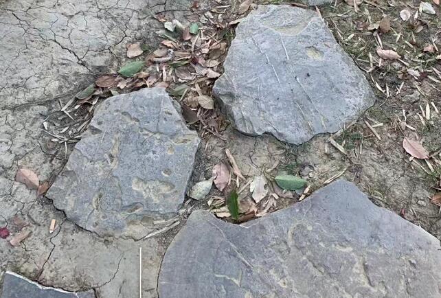 ��У�����Ƽݱ���,��У�����������챻����