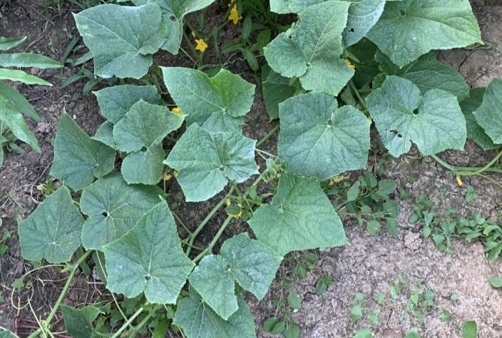 ˿�Ϲ�Ч����������Щ��2019����ϼ³˿Ƭ��Ƥ