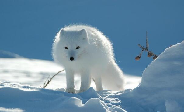 �����ȰͶ�������������,����������ʳʬ��