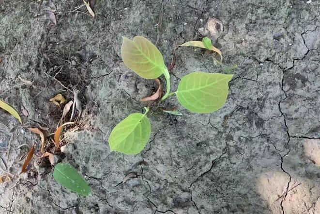 ���ϳ�Сˮ������ʲôԭ��?��ǻ��������Ʒ���