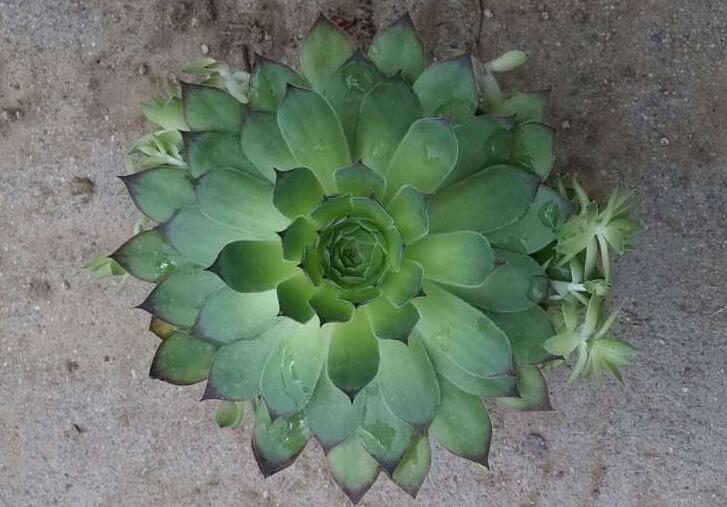 «���Ĺ�Ч������,«������ֱ��Ϳ��������?