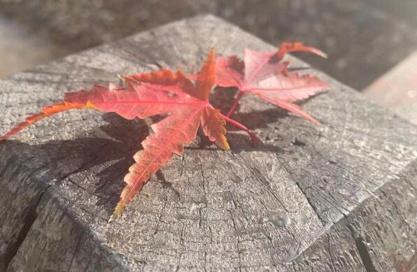 46�������������ϳ���,�������˳�����Э��