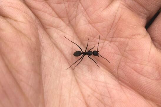 ����С�Ľ���������,��ٴ͸��������Ͽ���