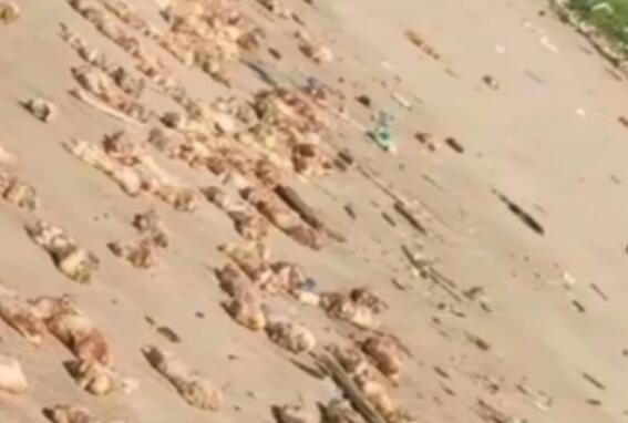 ��ݸ��̲���ִ������������,�������������ģ�