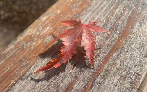 �й�פ������ʹ������,�⽻��֪ͨ�����ر�����פ�ɶ������¹�