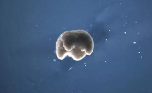 ר�ҳ��¹ڲ���������ʽа��,����Ƽ��������Ϻ����¹ڲ���