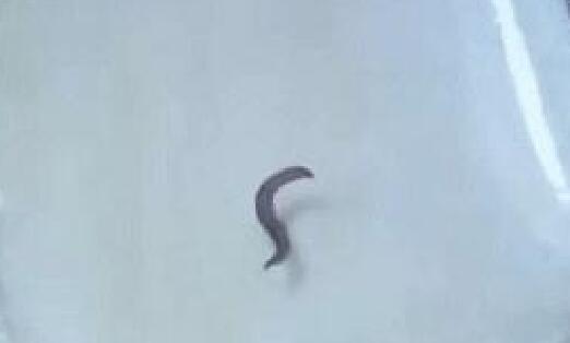 �������Һ���к�ɫ���,���ɺ�Ұ����Ӿ�й�