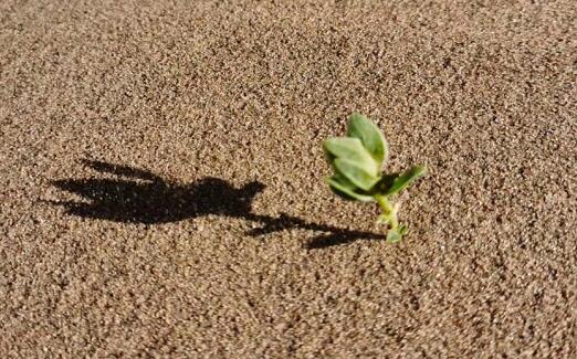 �ߵ»�Ӧ�����¾���ӵ��,�Ĵ����ɽ�����ߵµ�������