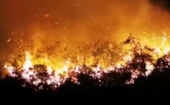 �㶫��ͷ�ϰķ���ɭ�ֻ���