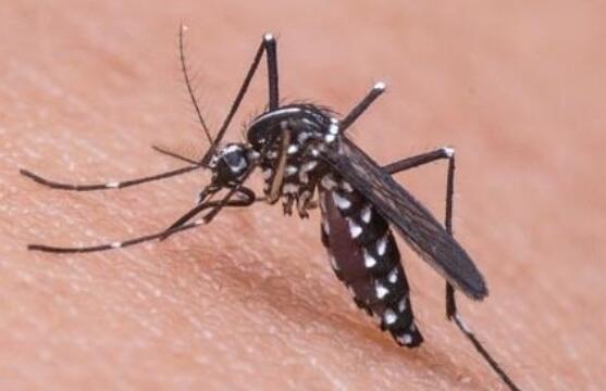 ����ϲ��ҧʲôѪ����?ֻ��Ƭ�����˼