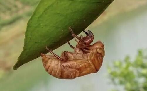 �ƺӳ�����ǧ��?�������Ϊʲô���ܳ�?