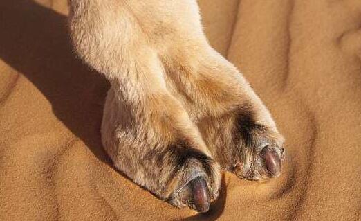 Ů��������ʲô��˼�������߾�������ֺ��