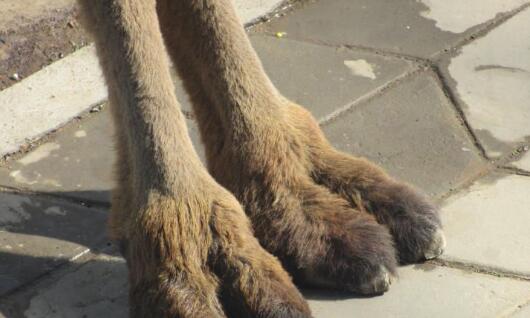 �����߾�������ֺ��ʲô�Ǳ����ߣ�