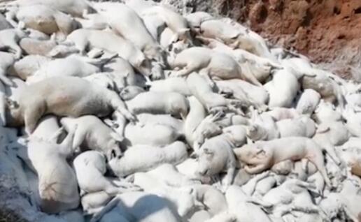 ������һ������������������Ⱦ,����������������