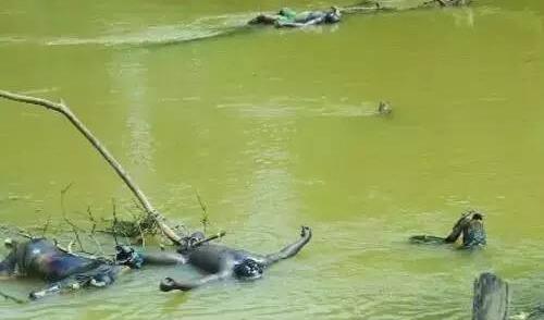 ��ӳ��ִ�����ʬ,ӡ��ý�����ԭ��