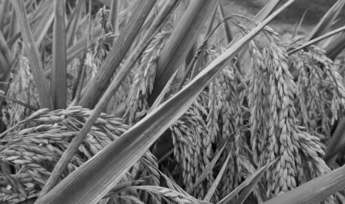 �ӽ�ˮ��֮��Ԭ¡ƽͬ־����,����91��