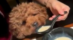 Ů���ò�������ι���ﹷ,ɽ����������Ƥ��̿������