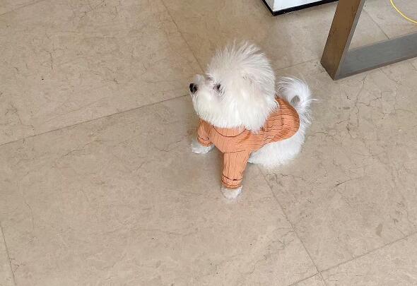 �����������ƻ�����ΰݾ�������,��������������