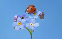 �����ݰ׾���ʲô����?�����ݾƿ���׳����