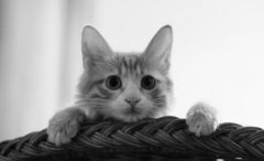 �������ֵ���Űè��ƽ̨���÷��,��ֹ�ܵ�