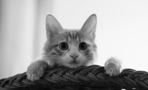 �������ֵ���Űè��ƽ̨���÷��