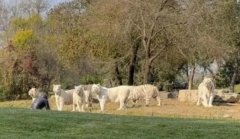 �ο������³����ư׻����̾�,��ƺ���ŵ��