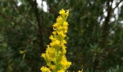 ���ô�һ֦�ƻ�������ʲô����ħ֮�����ֺ���