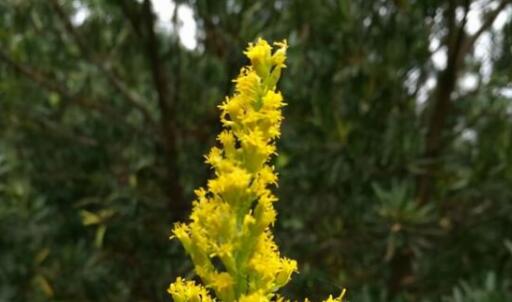 ���ô�һ֦�ƻ�������ʲô