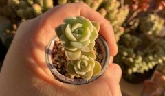 Բͨ��Ӧ�ʼĶ�ֻ�����������,������Կ����