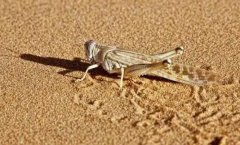 ɳĮ�ȳ��ܳ���ɳĮ�ȳ���Ļ������