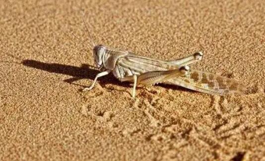 ɳĮ�ȳ���Ļ������