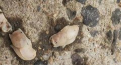 �������������ൺ����,Ϊʲô�����챻�ƺ��׻ȳ棿