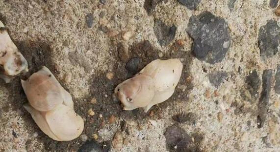 Ϊʲô�����챻�ƺ��׻ȳ�