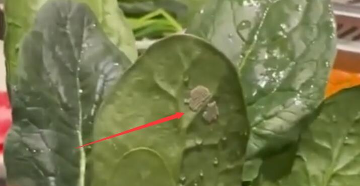 ��ľ�㻨Ϊʲô������